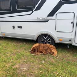 Das war der "Bärenhund"