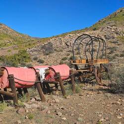 Pink oxen....who knew 😲
