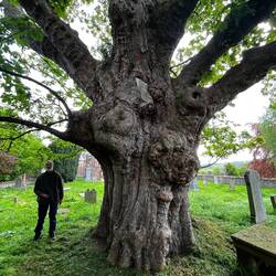 200+ years old Sycamore tree