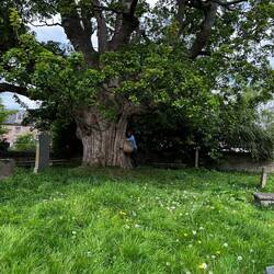 Sycamore tree 5.5m round