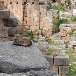 This little kitty was quite relaxed in amongst the tourists and ruins