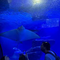 Besuch im L’Oceanogràfic Valencia