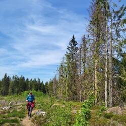 Opfer von Borkenkäfer und Klimawandel gibt es leider nicht nur im Harz.