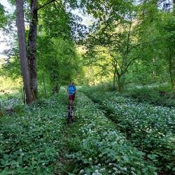 Bärlauch im absoluten....