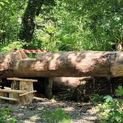 Baum umgefallen, Stufen gebaut und reingesägt und - zugesperrt 🤔🫣