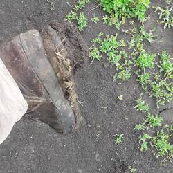 Auf Stöckelschuhen - was der Regen vom Vortag für ungewohnte Konsequenzen hat.