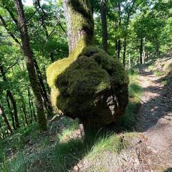 Das sieht nicht gesund aus