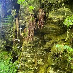 Mit Farn bewachsene Felsen