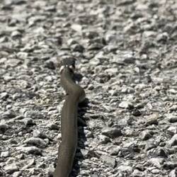 Tiny snek
