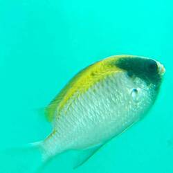 Fish closeup.