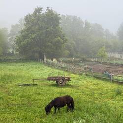 Misty morning