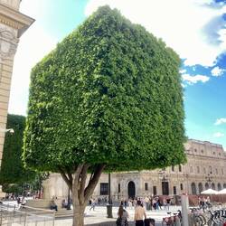 Quaderförmiger Baum