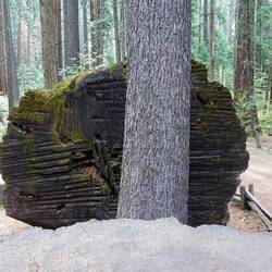Der stand noch nicht da, als der Baum gefällt wurde