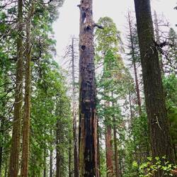 Mother of the Forest