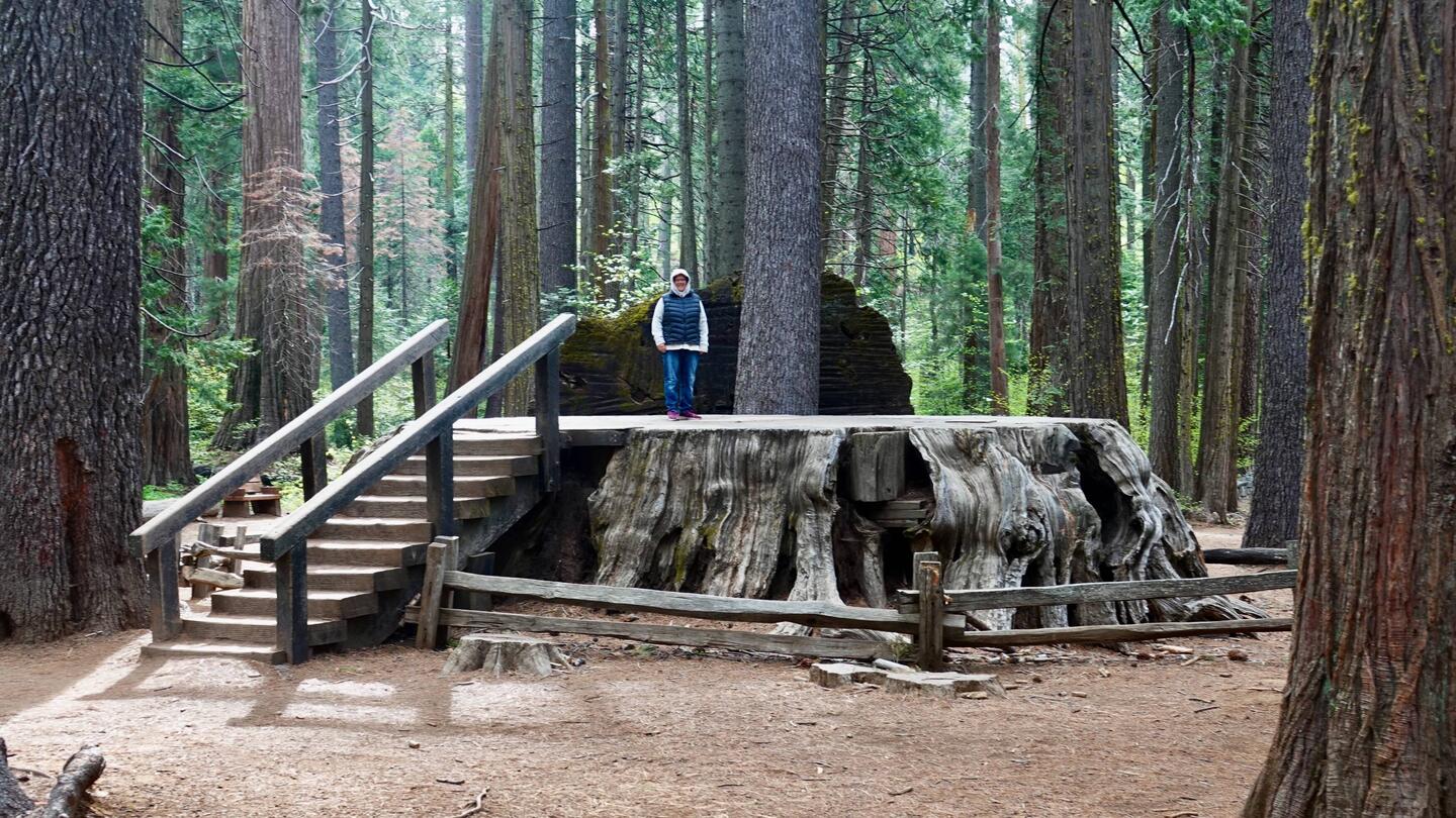 The Stump
