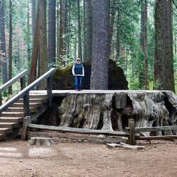The Stump