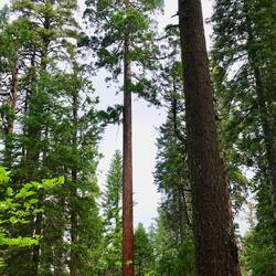 Ein junger Sequoia