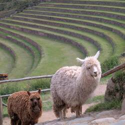 And more alpacas roaming the ruins
