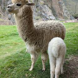 More alpacas