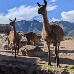 We camped at a mountainlodge with many lamas and alpacas. Tame, so easy to photograph
