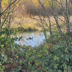 Glenorchy Lagoon walkway swan