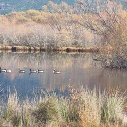 Glenorchy Canada Geese