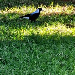 Australian Magpie