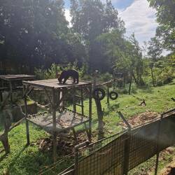 Sunbear finding the food we distrubuted