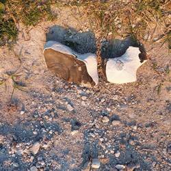Feuersteinstrände, Fossilien, Bernstein. Ein Paradies für Sammler