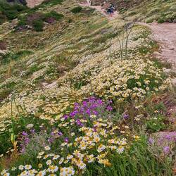 Chemin de randonnée parsemé de belles fleurs.
