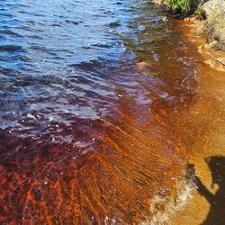 ...weil's Wasser pink ist?