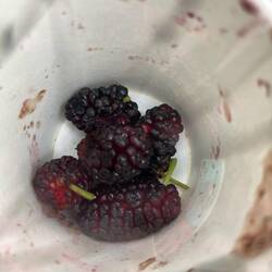 Maulbeeren für 100 Lek in Berat