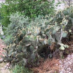 Kakteen in Berat, in Albanien