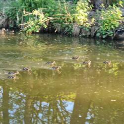 Ducklings darting up and down the canal catching flies