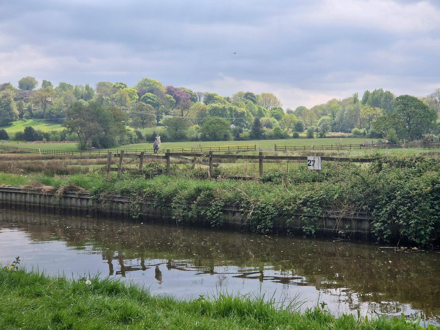 Anybody spot the heron? It stayed for ages, just perching, watching.