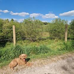 Tiger is a sun worshiper, enjoying just sitting out on the towpath