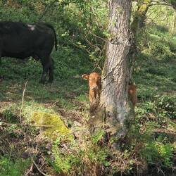 A herd of cows, calves and a bull came carreering down the bank opposite us to drink from the canal