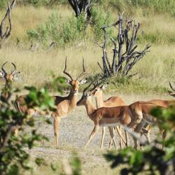 Impala (Antilopenart)