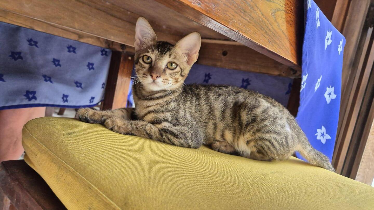 Frühstücksgast, aber ohne zu betteln 🐱