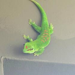 Er teilt mit uns den Balkon und ist ein Riesenmadagaskargecko