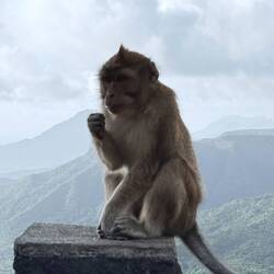 Immer diese Affen 🙈