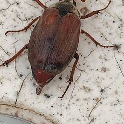 Mein erster realer Maikäfer heute Morgen im Spülbecken