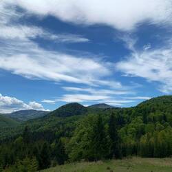 Wald