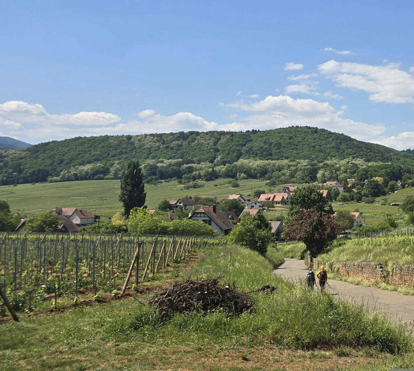 Lovely views over the vineyards from the parkup
