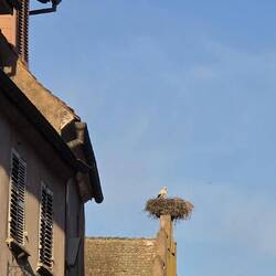 Surprised to see a stork nest in the village