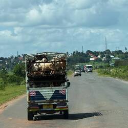 ...auch Ziegen wollen reisen... ...von einem Gras zum andern...