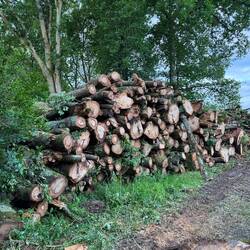 Big logs, am I in BC?