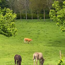 Donkeys!