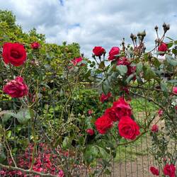 El Camino 🌹 roses