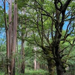 Eucalyptus forest